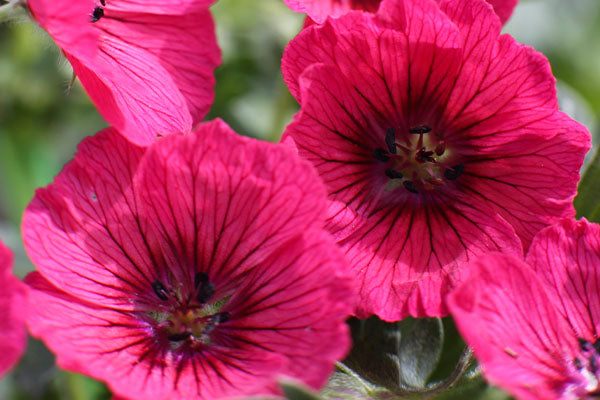 Hardy Geranium Jolly Jewel Raspberry flowers