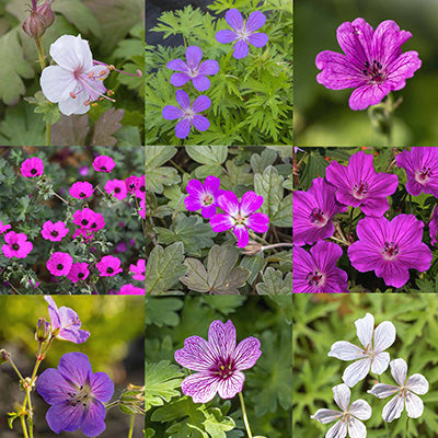 Hardy Geranium Mixed collection