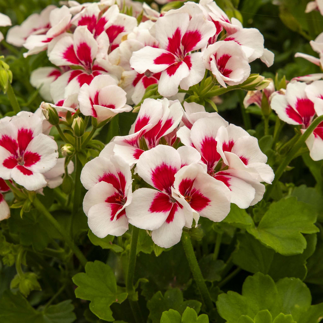 Upright Geranium TwoinOne White Splash