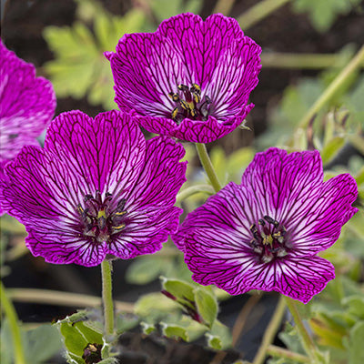 Hardy Geranium Jolly Jewel Lilac flowers