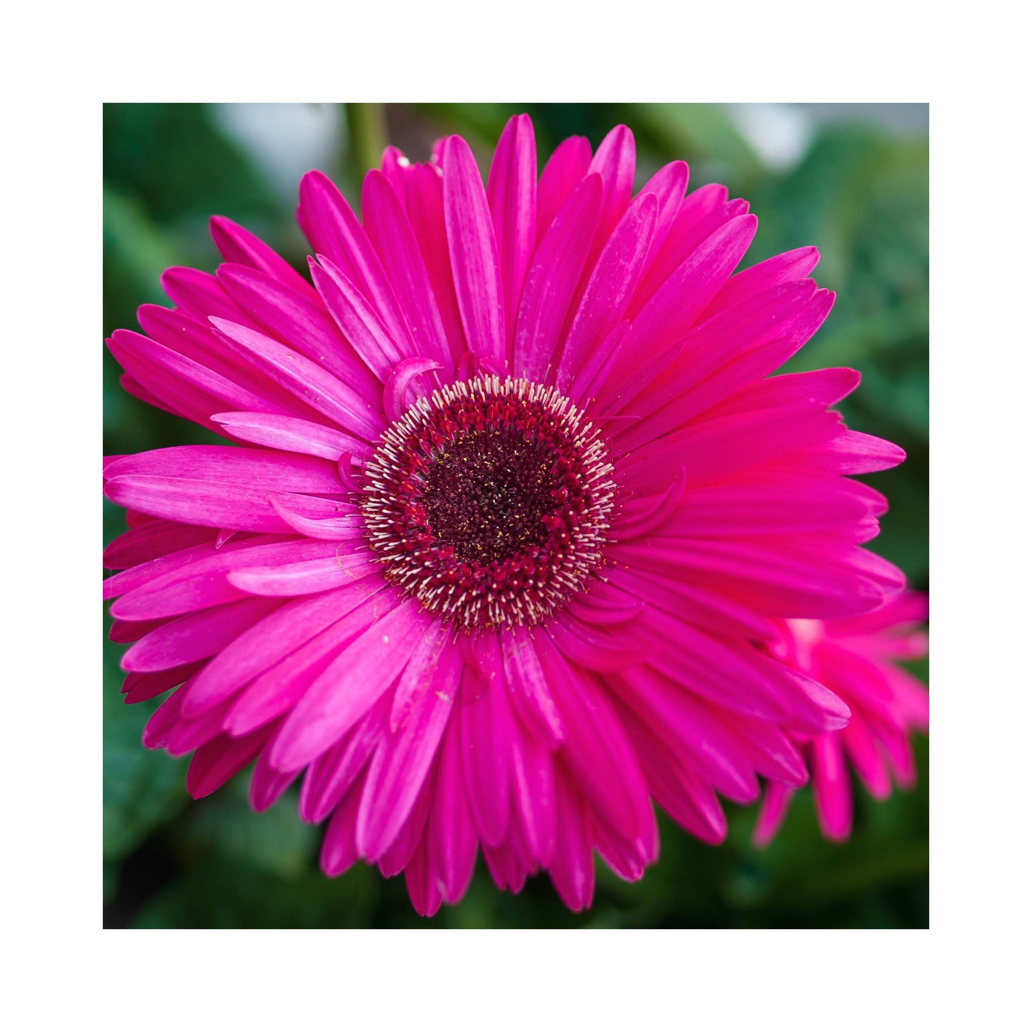 Gerbera Garvinea Sweet Sparkle