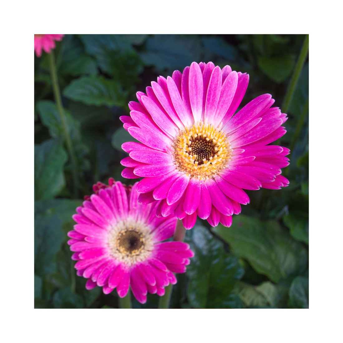 Gerbera Garvinea Sweet Spice