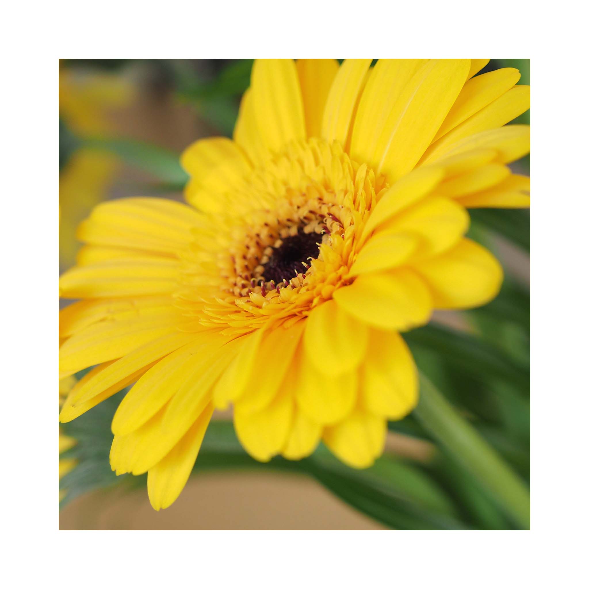 Gerbera Garvinea Collection