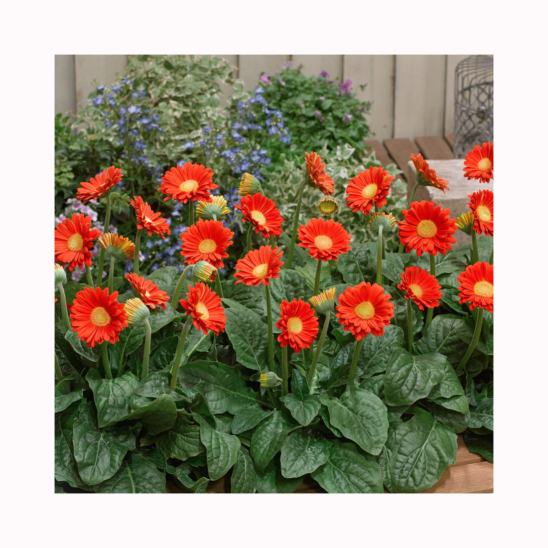 Gerbera Garvinea Sweet Glow