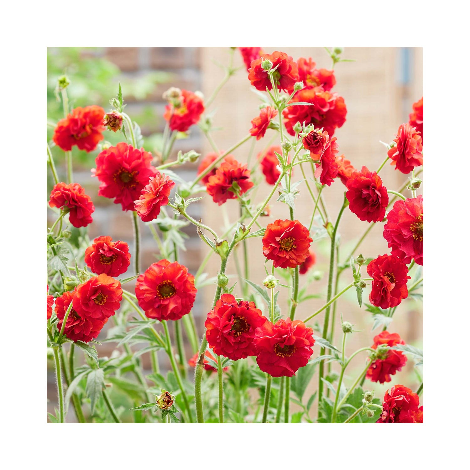 Geum Firestarter