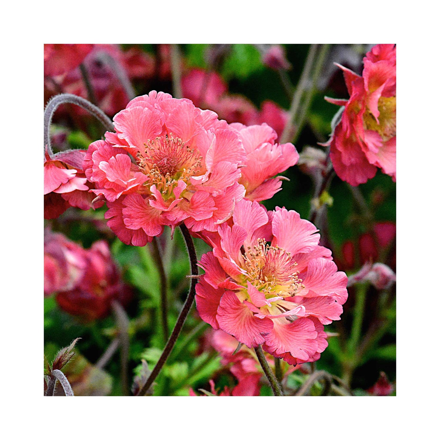 Geum Pink Petticoats