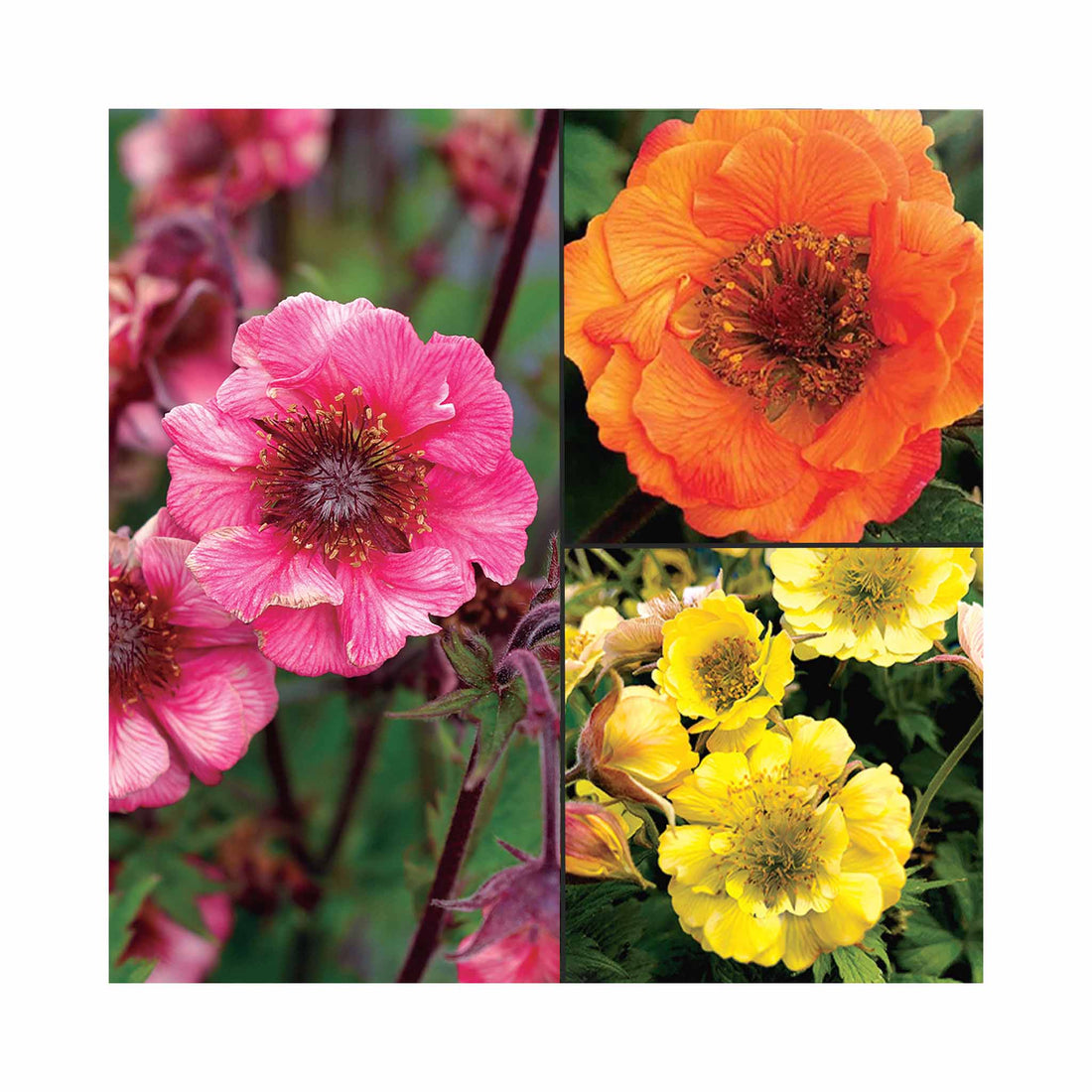 Collection of 3 different Geum Tempo plant flowers
