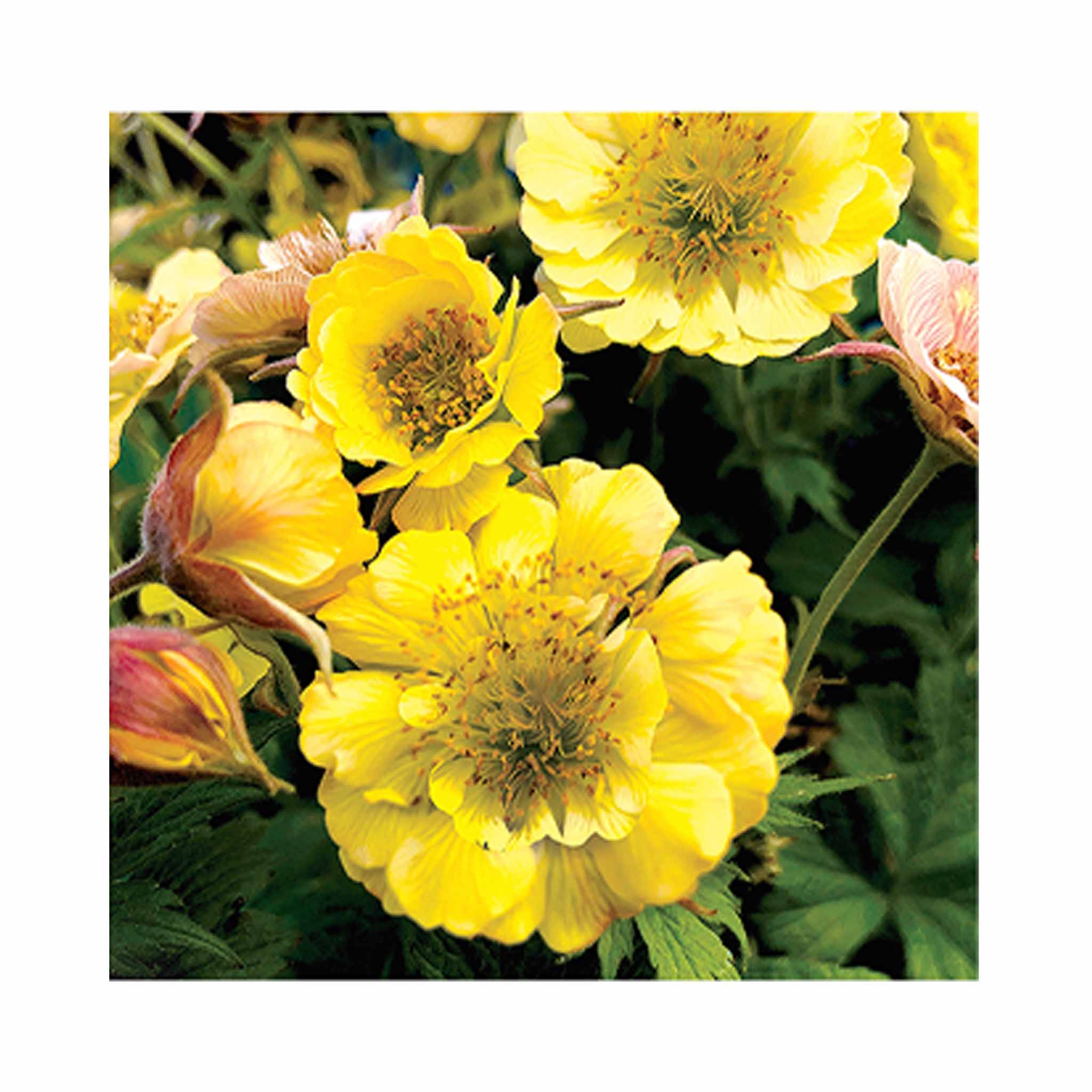 Vibrant yellow Geum Tempo flowers