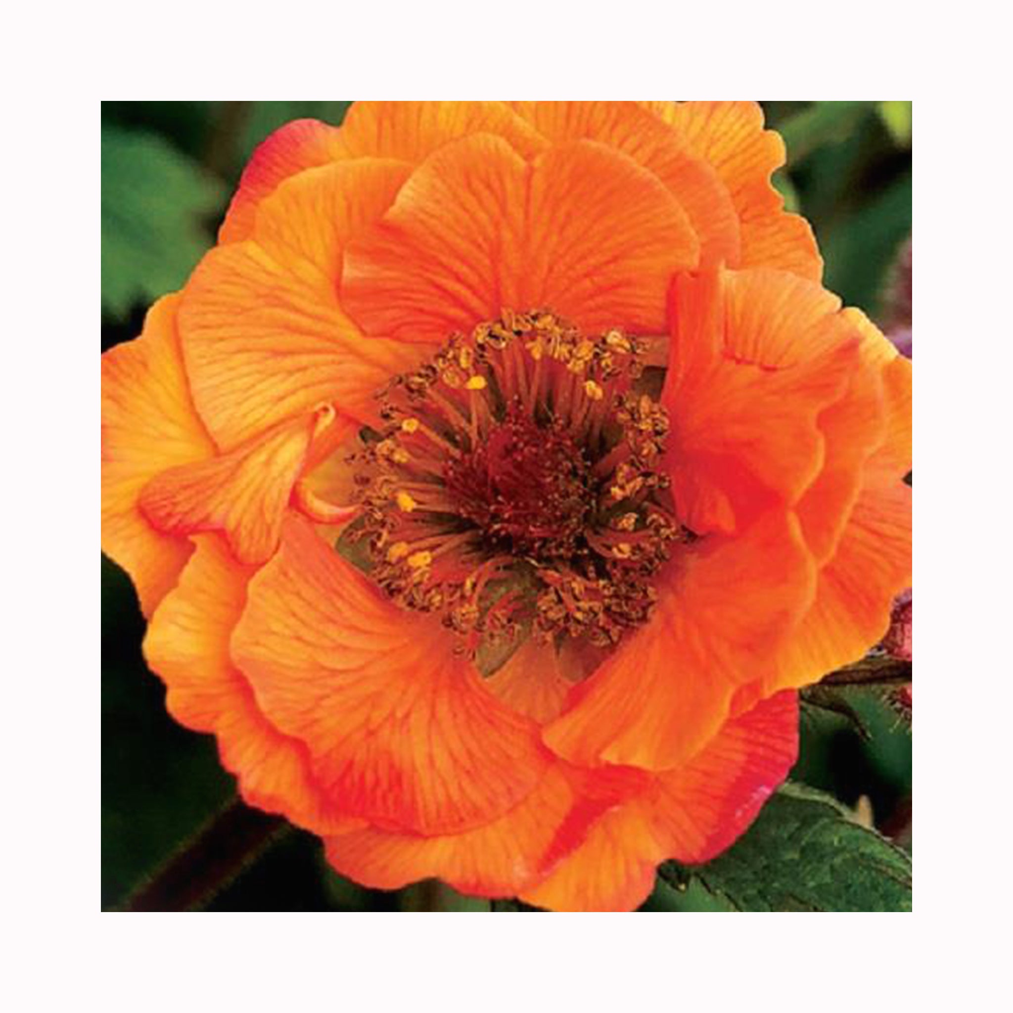 Geum Tempo Orange flower with burnt orange flowers