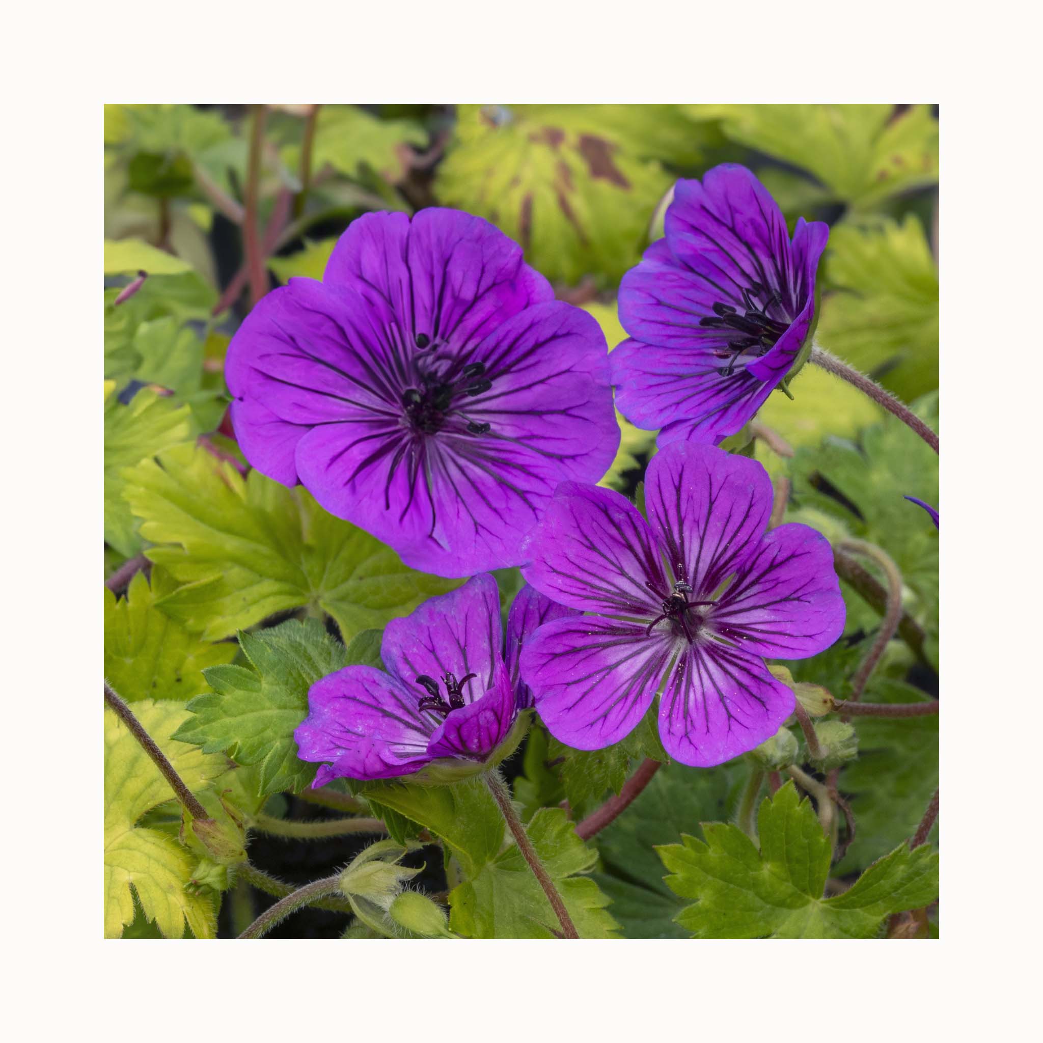 Geranium Mary Anne