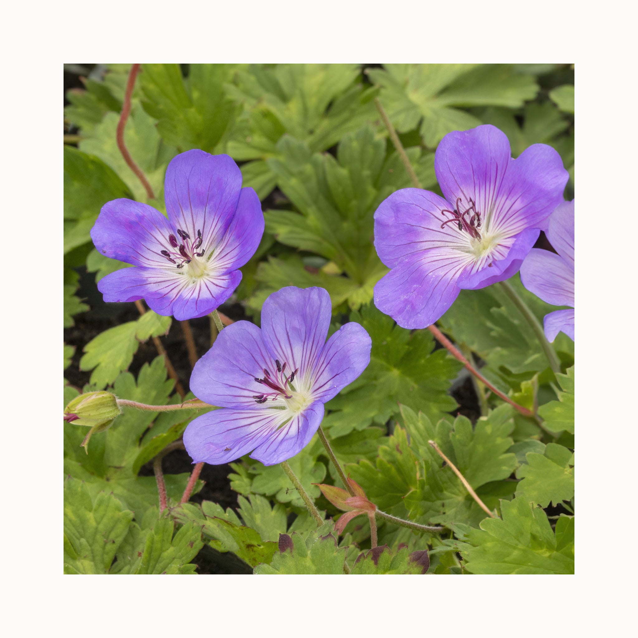 Geranium Azure Rush