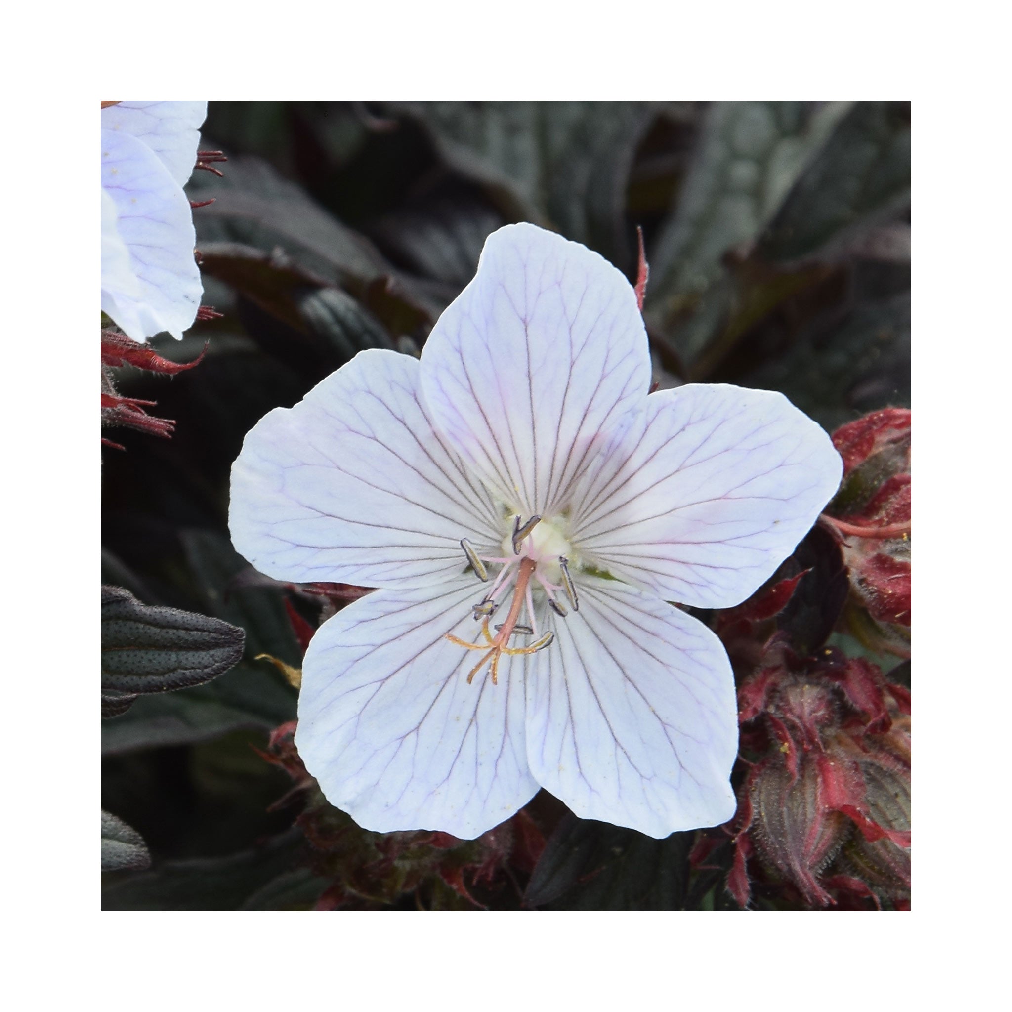 Hardy Geranium Black n White
