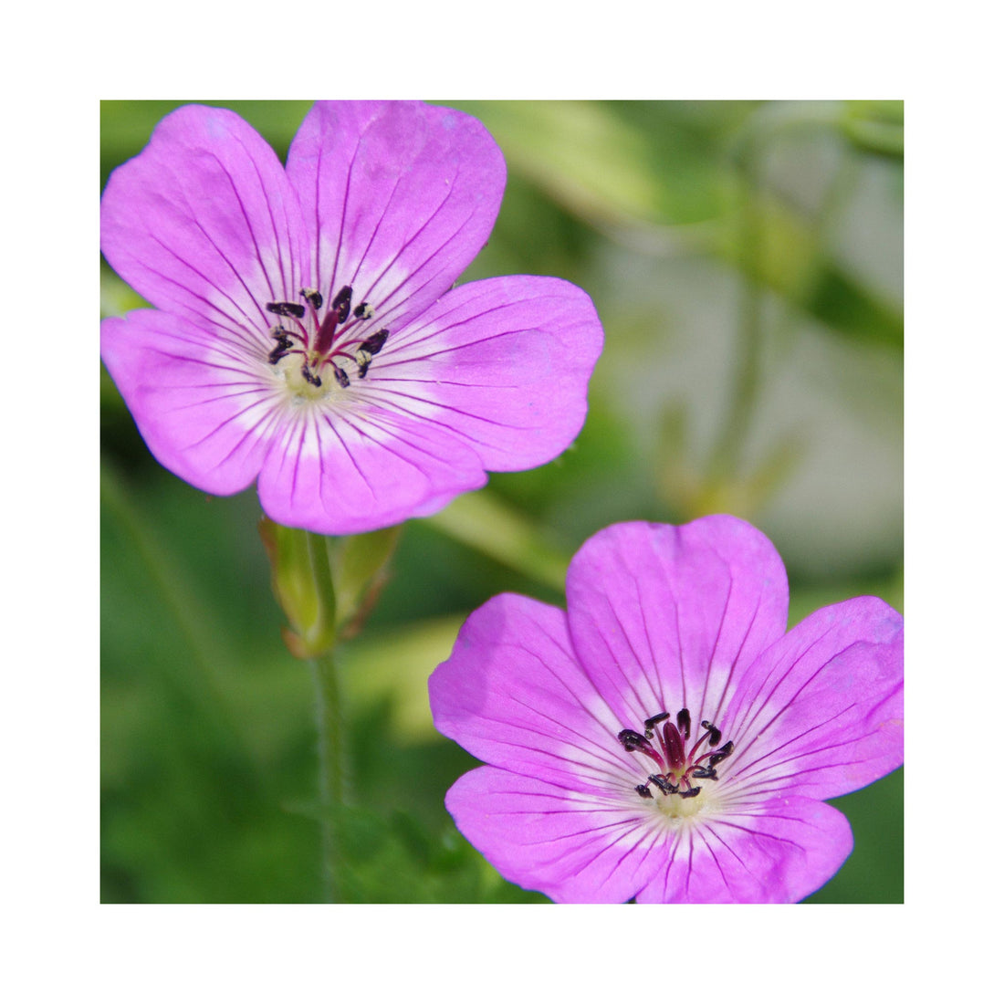 Hardy Geranium Bloom Time
