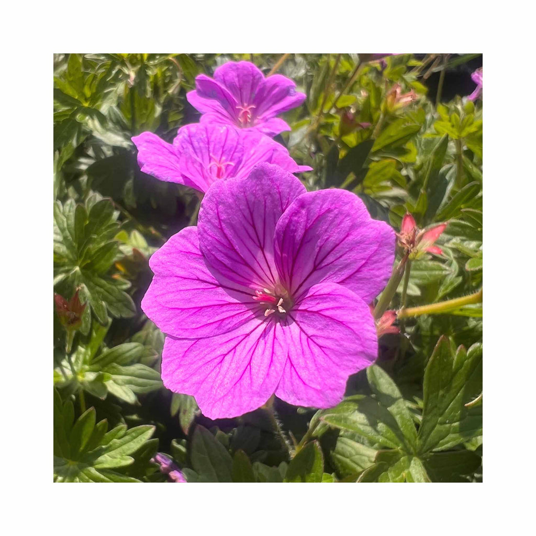 Geranium Blushing Turtle