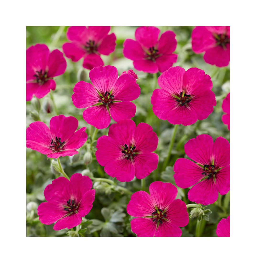Hardy Geranium Jolly Jewel Red