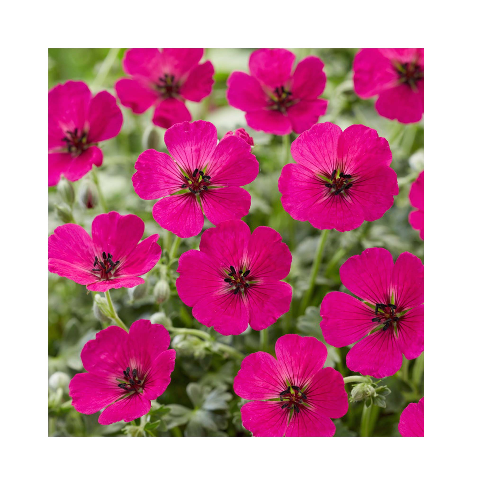 Hardy Geranium Jolly Jewel Red