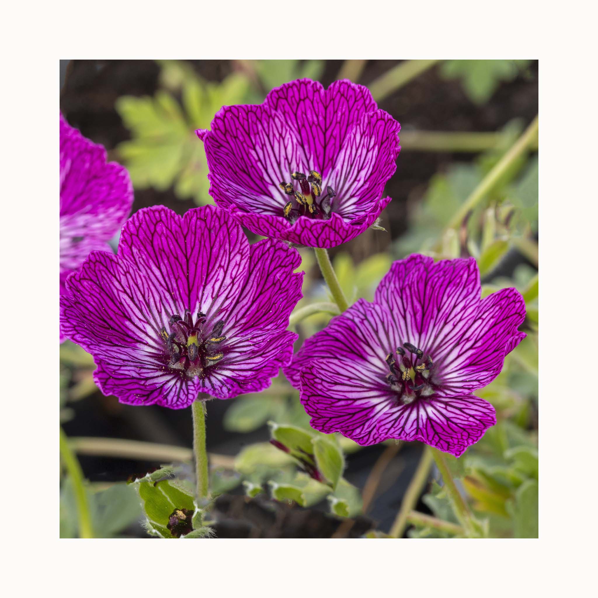 Geranium Lilac Jolly Jewel