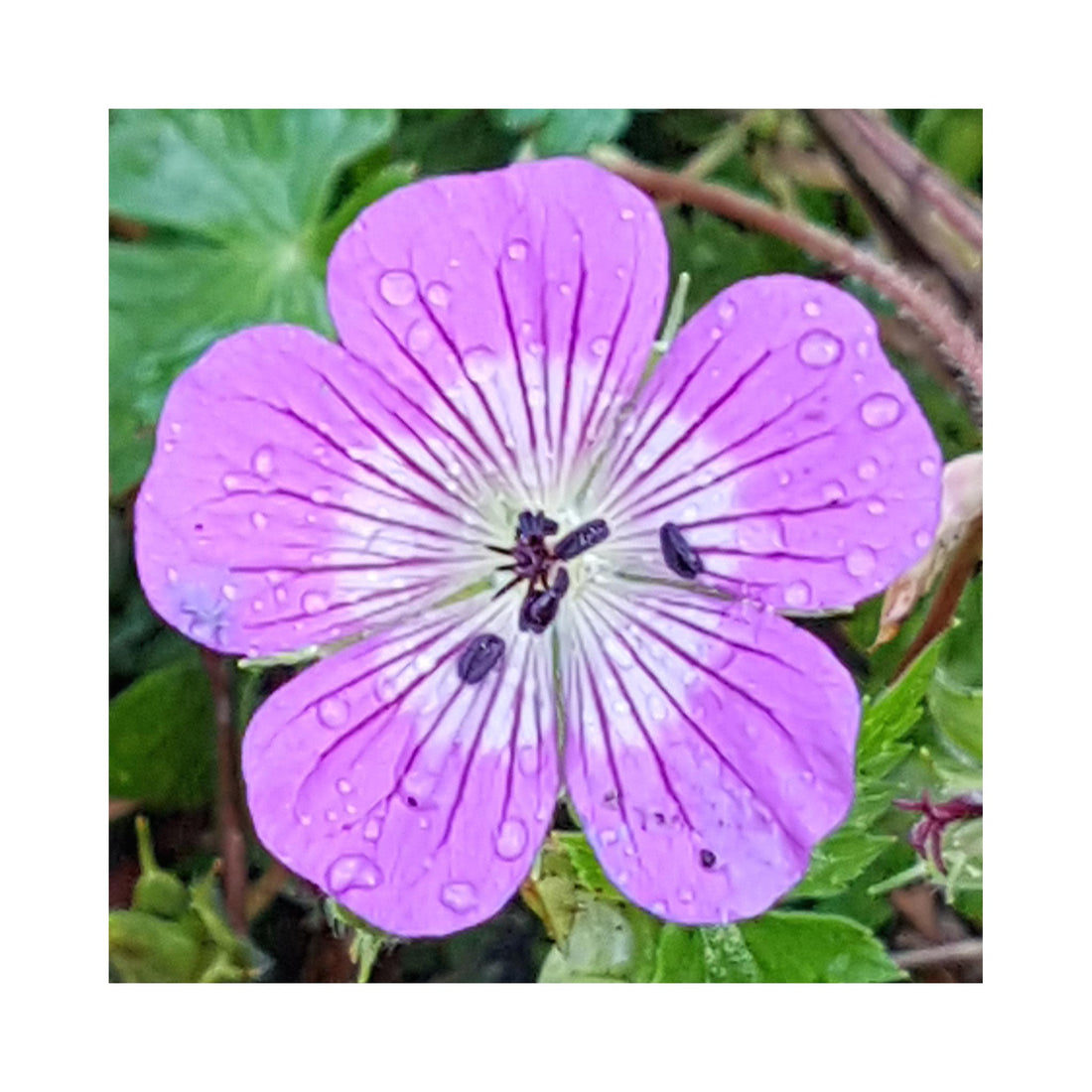 Hardy Geranium Magical Delight