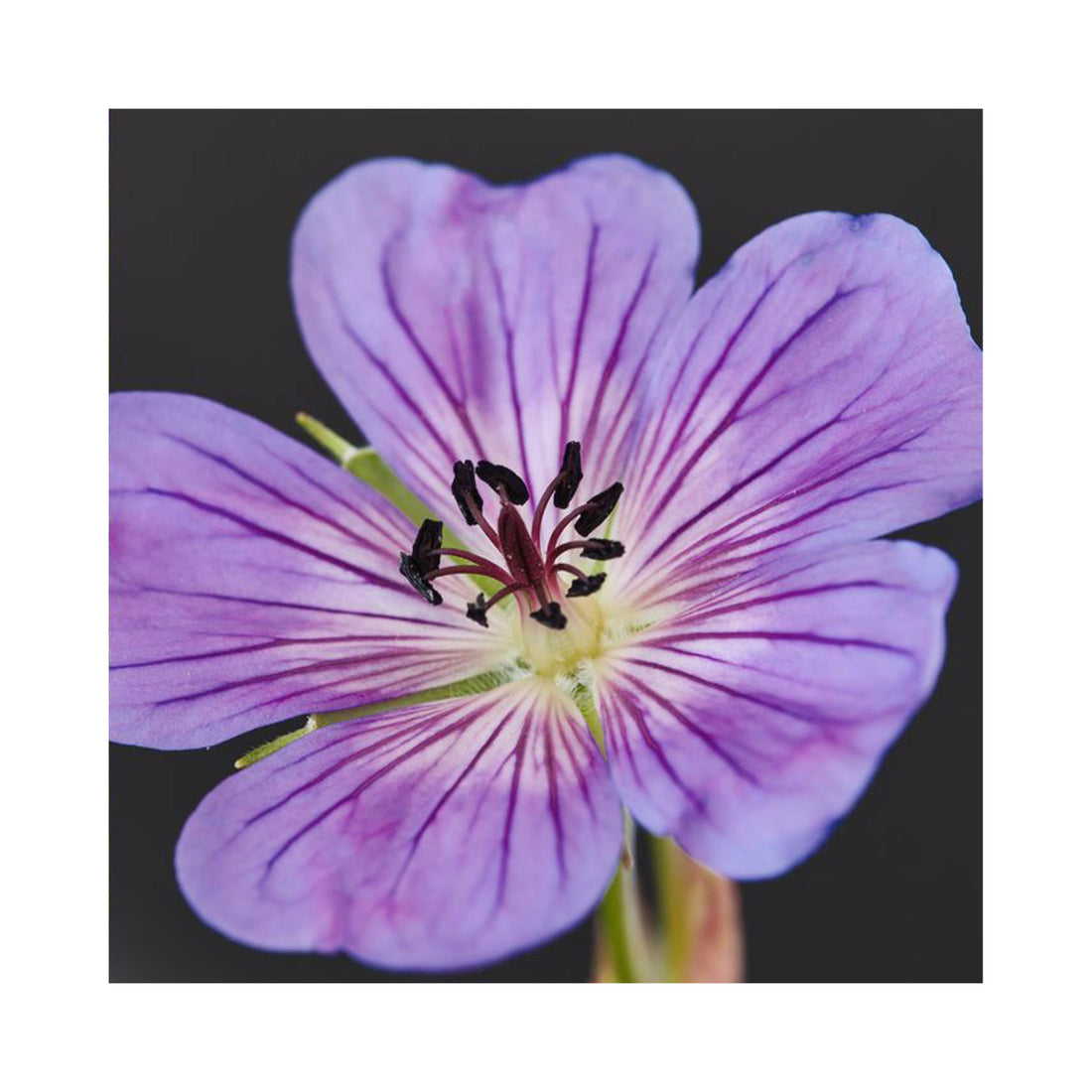 Hardy Geranium Magical Joy