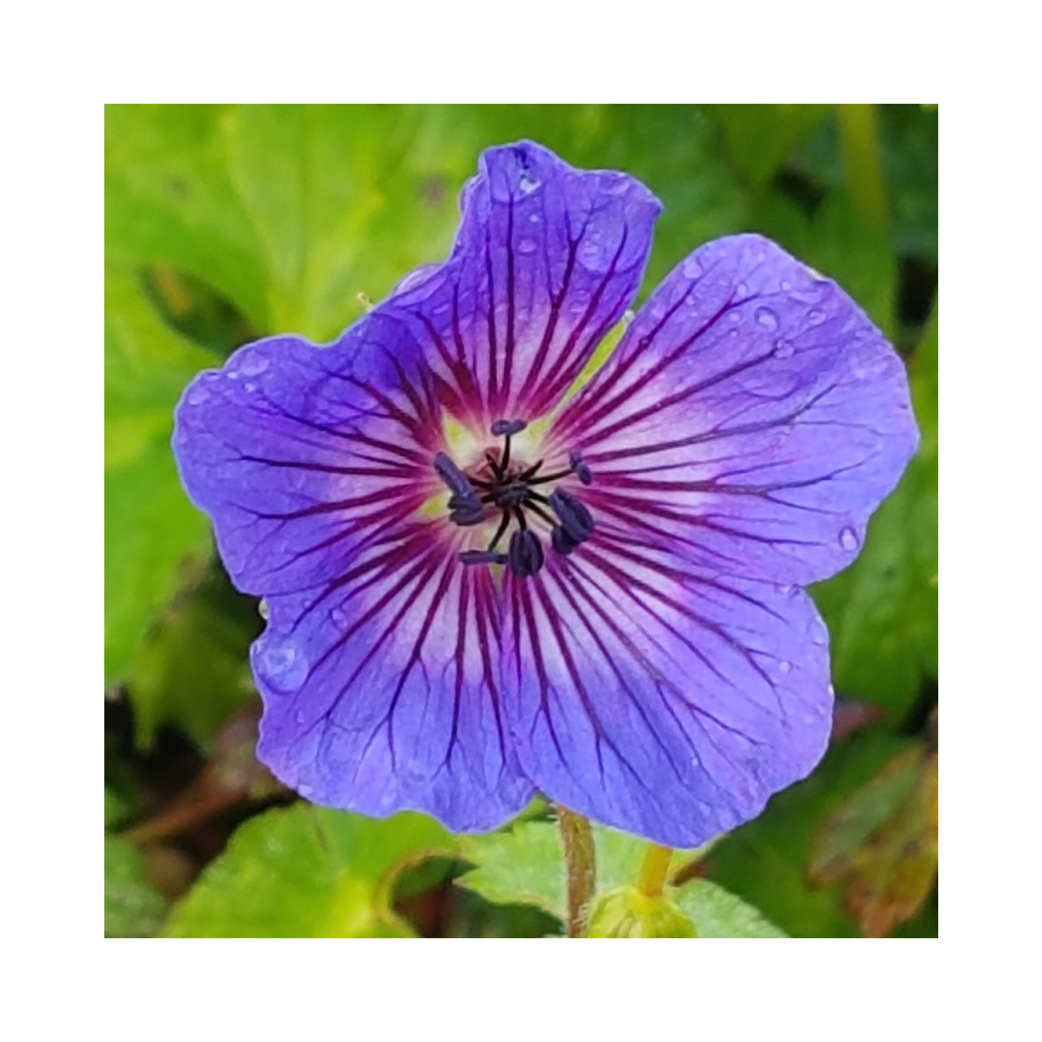 Hardy Geranium Magical Pleasure