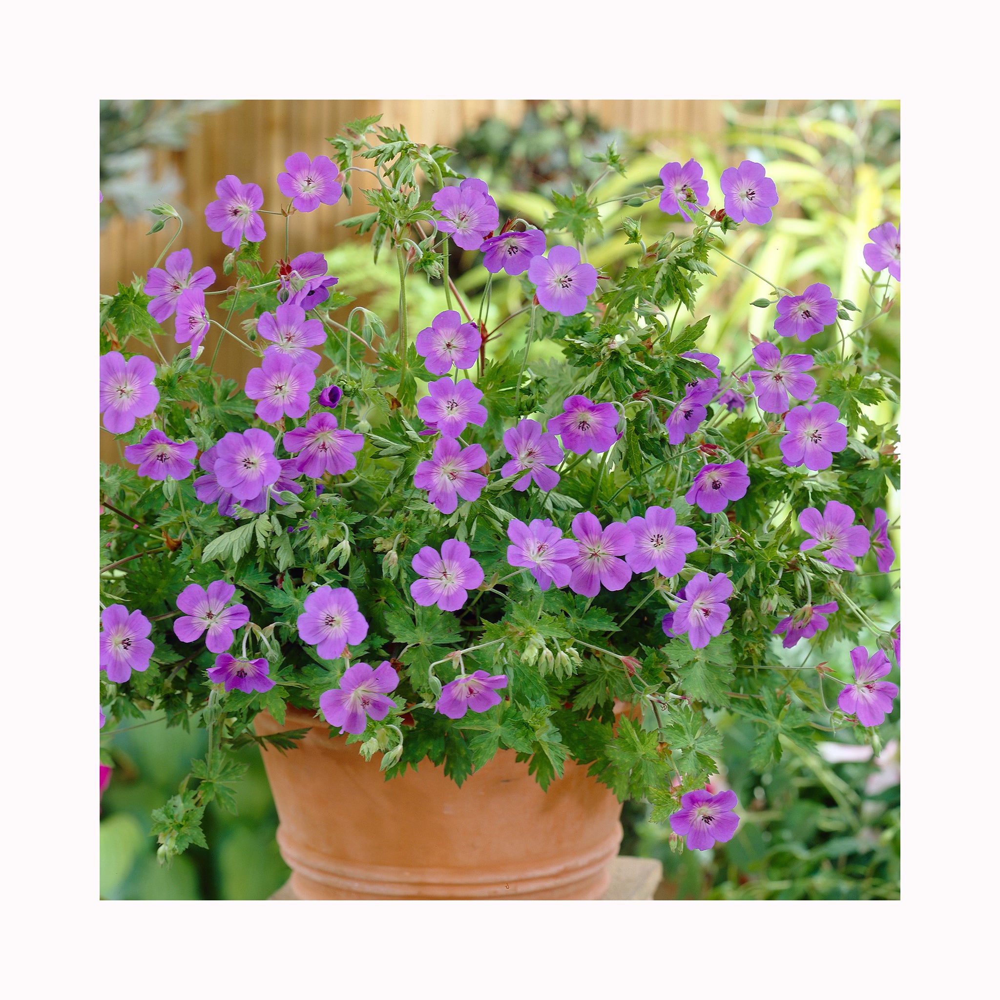 Hardy Geranium Rozanne