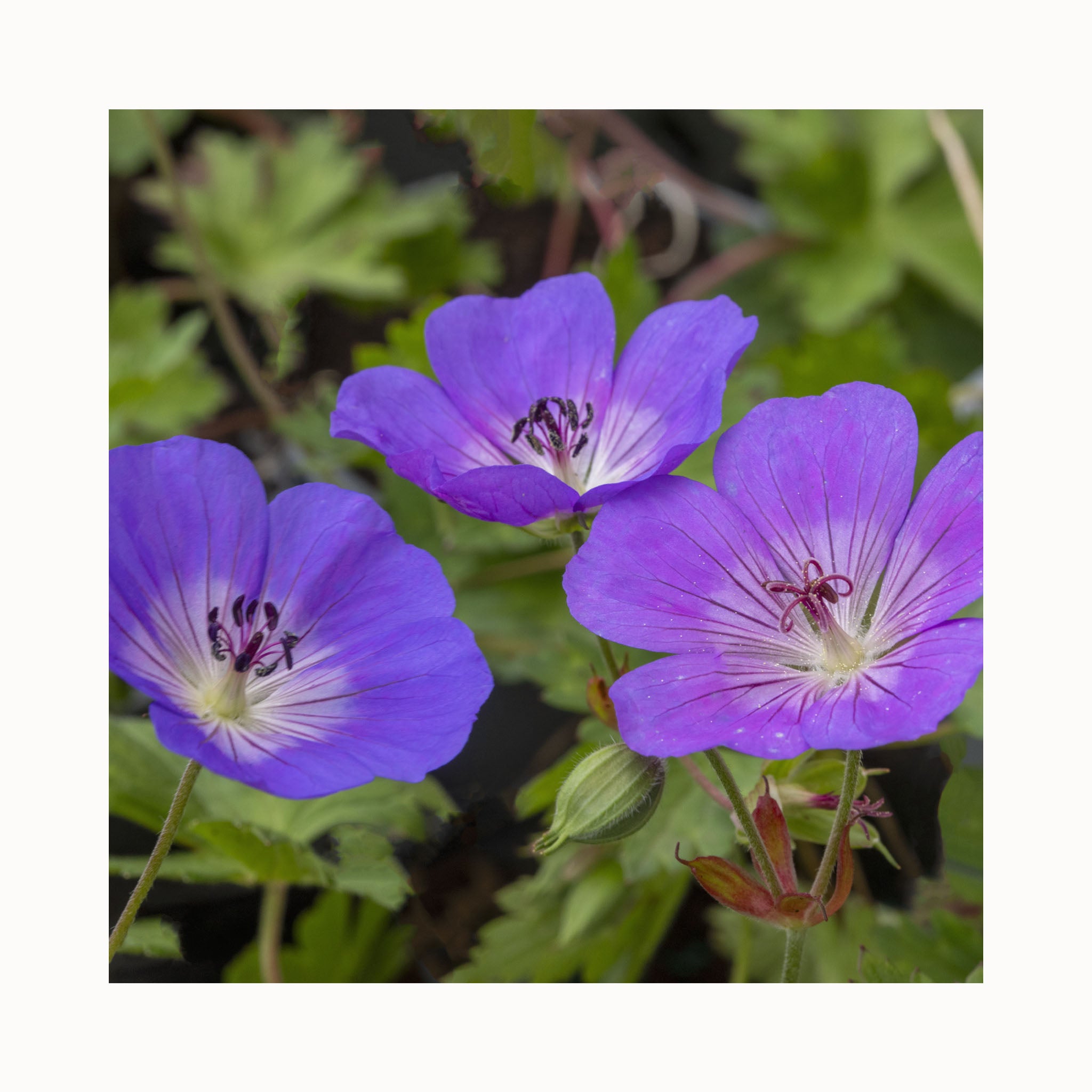 Hardy Geranium Rozanne