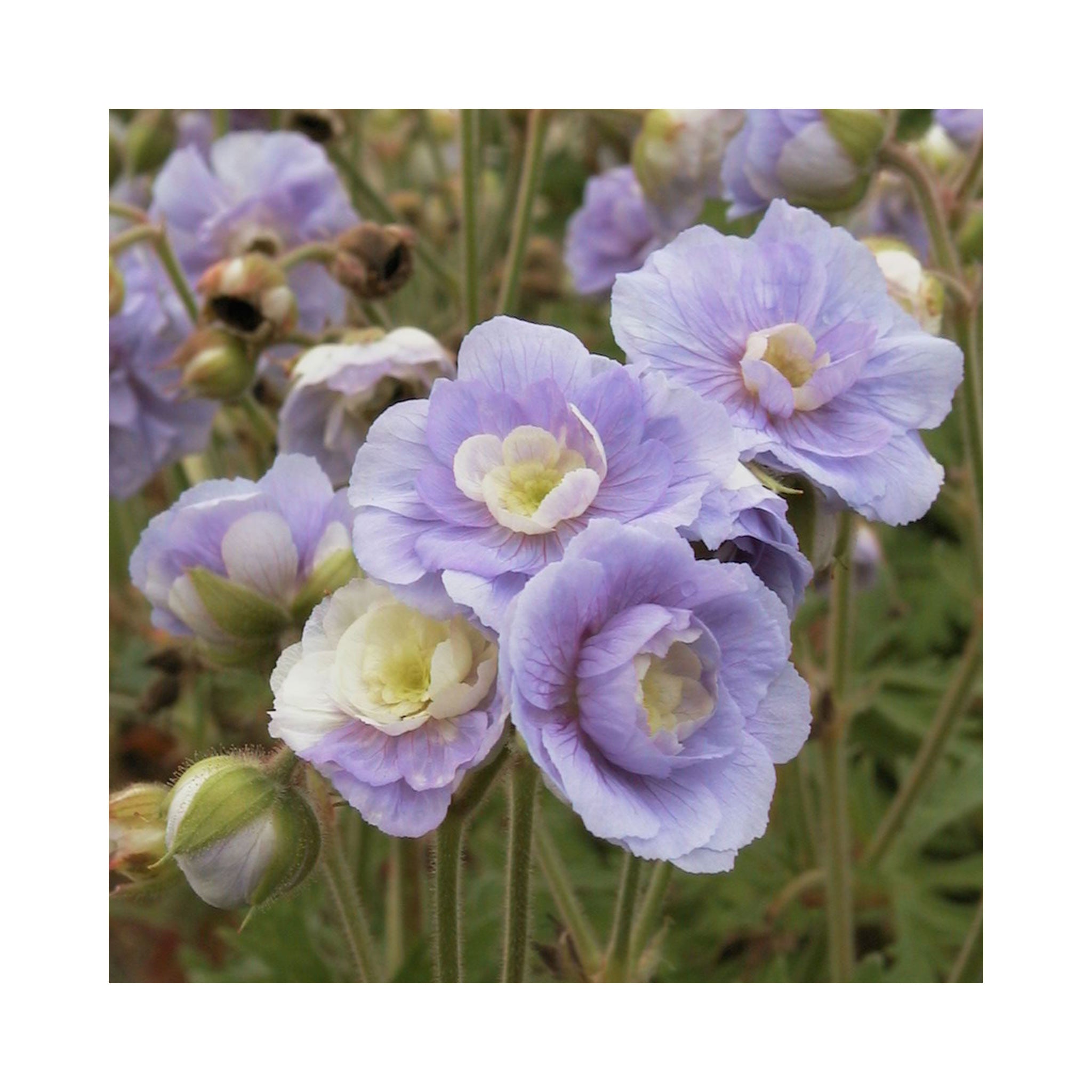 Hardy Geranium Summer Skies