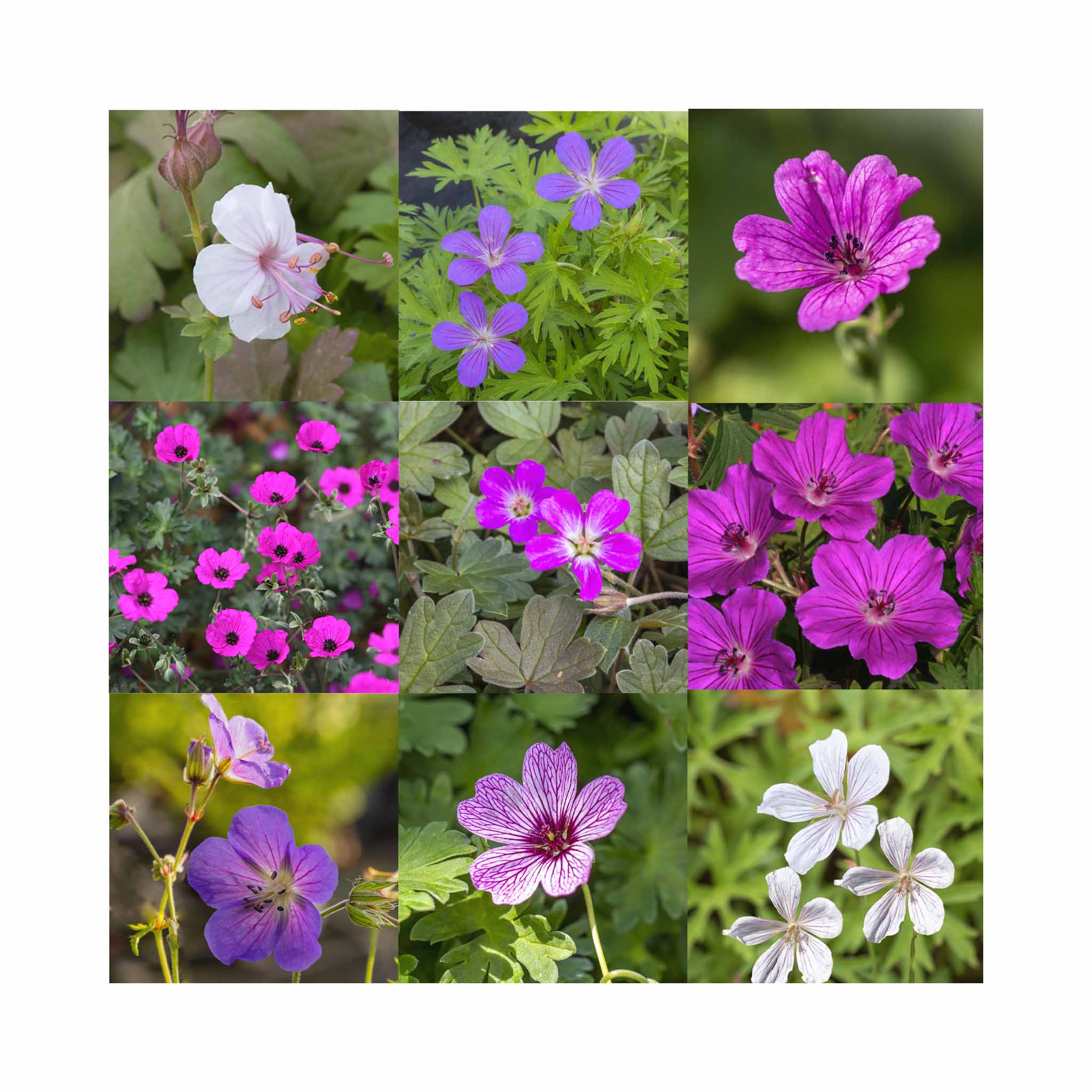 Hardy Geranium cranesbill flowers