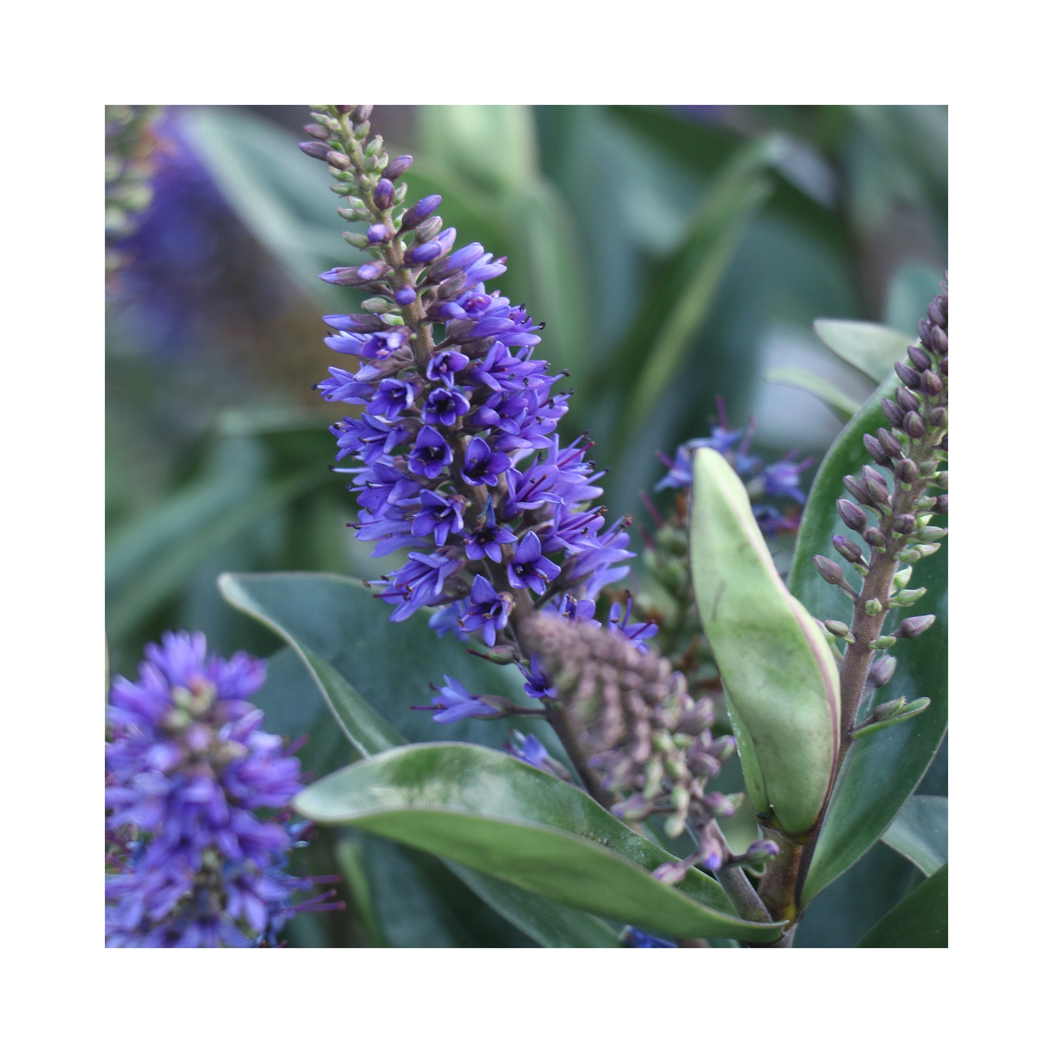 Hebe Naughties Collection