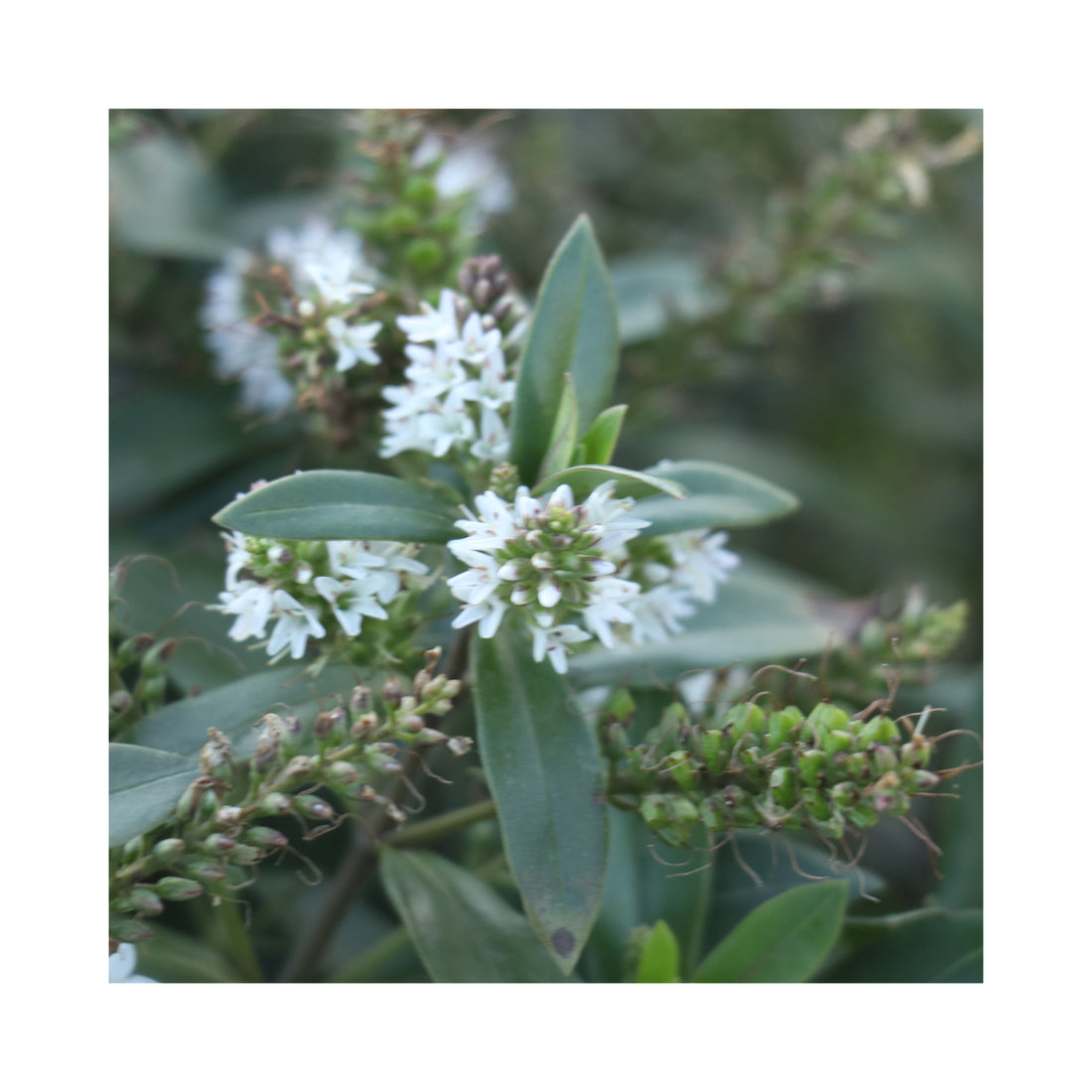 Hebe Naughties White