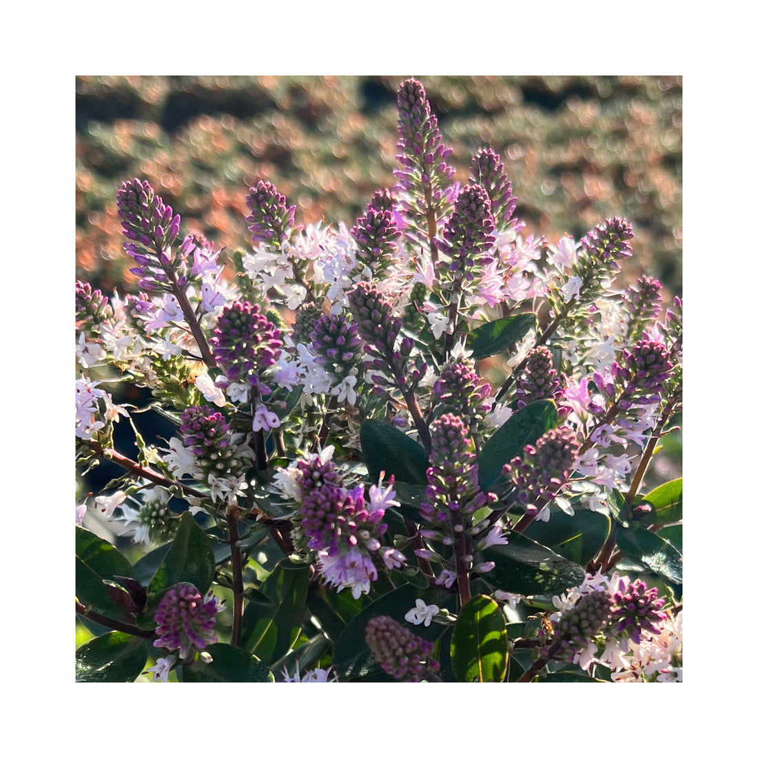 Hebe Naughties Bicolor