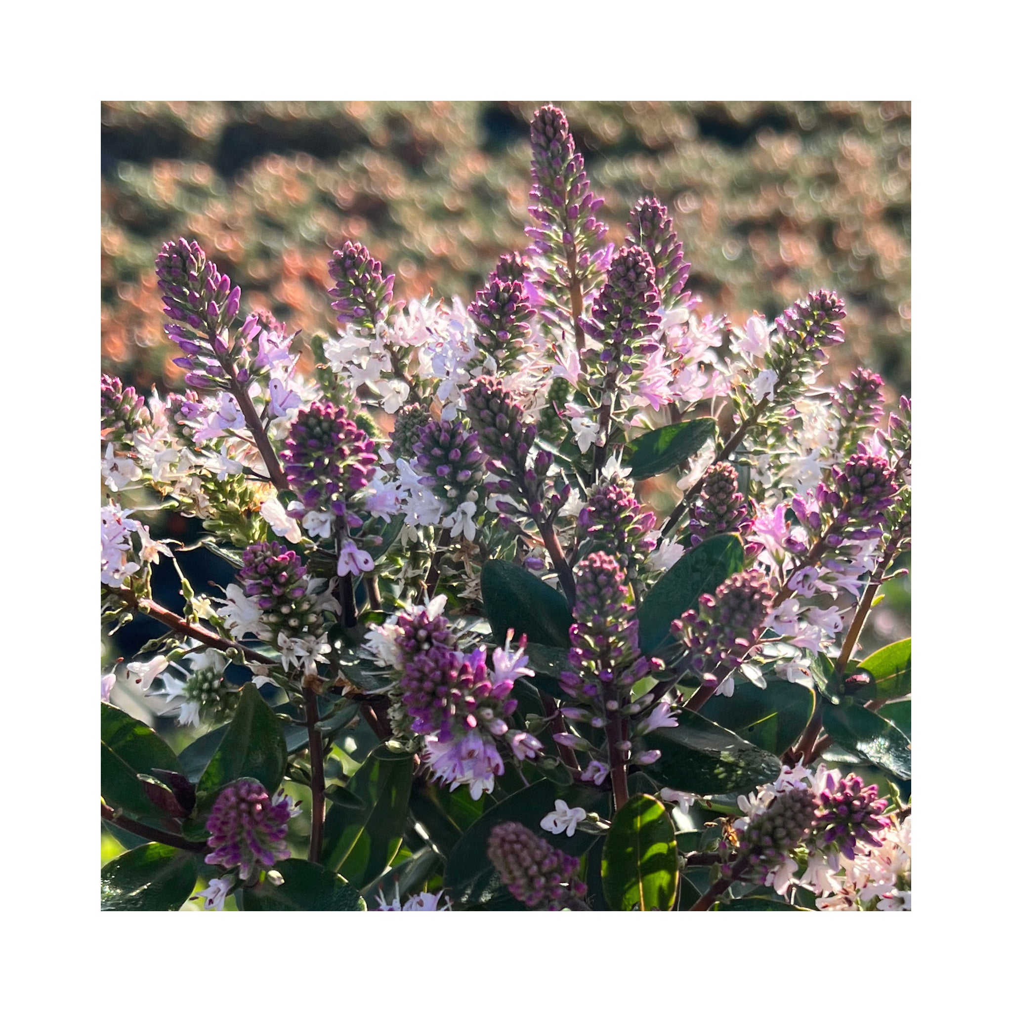 Hebe Naughties Collection