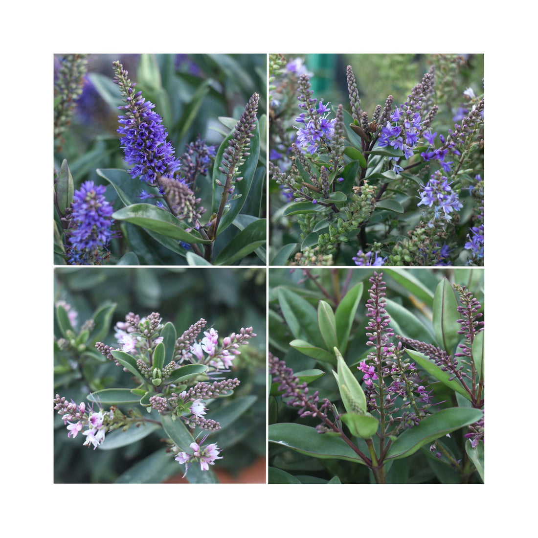 Hebe Naughties Collection