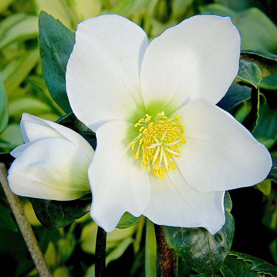 Helleborus niger Ice Maiden
