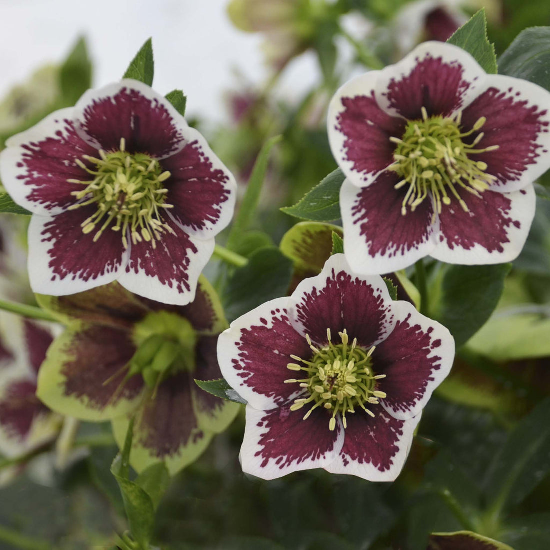 Helleborus orientalis Solar Velvet