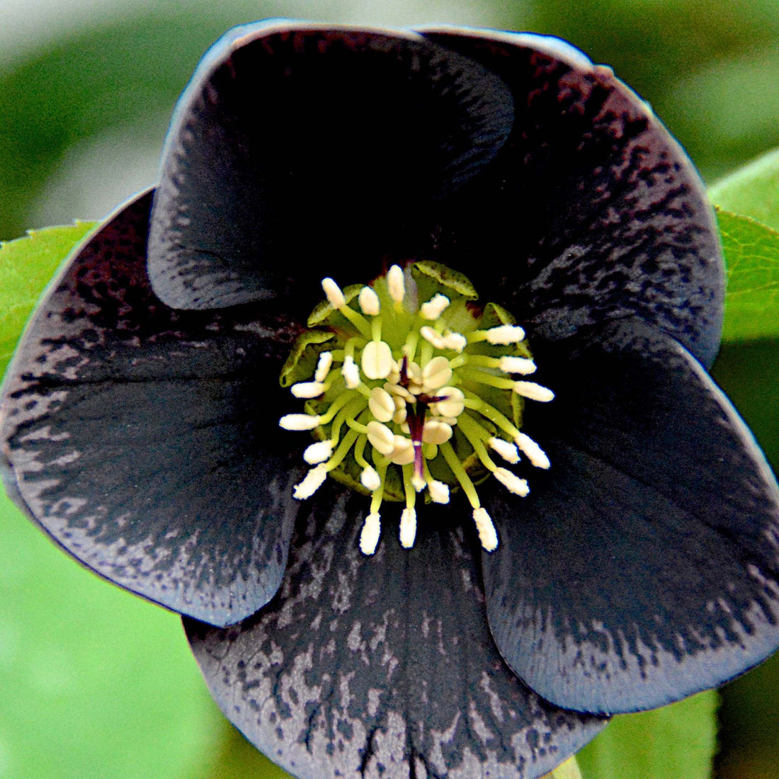 Helleborus orientalis Solar Night