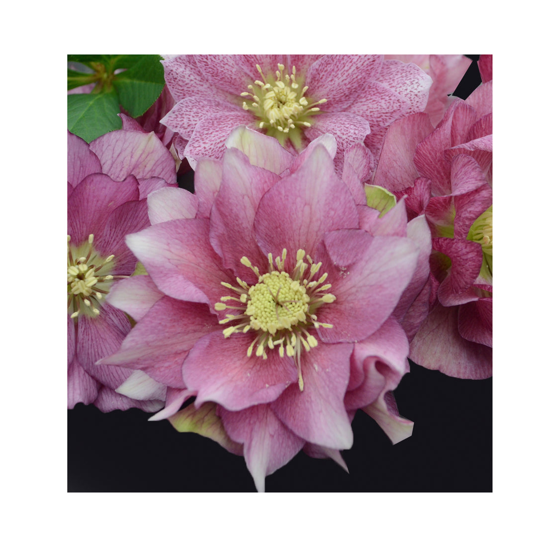Pale pink double flowering Hellebours flowers
