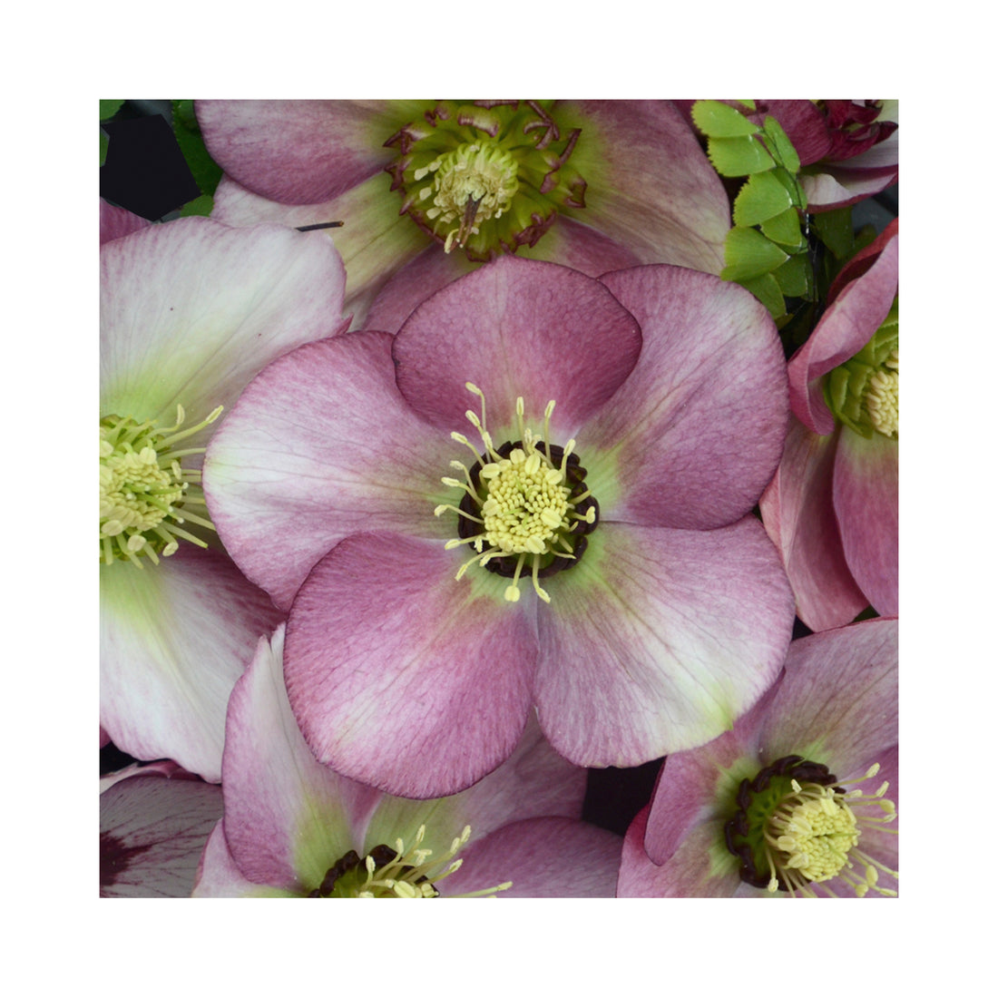 Pale purple single Helleborus flower
