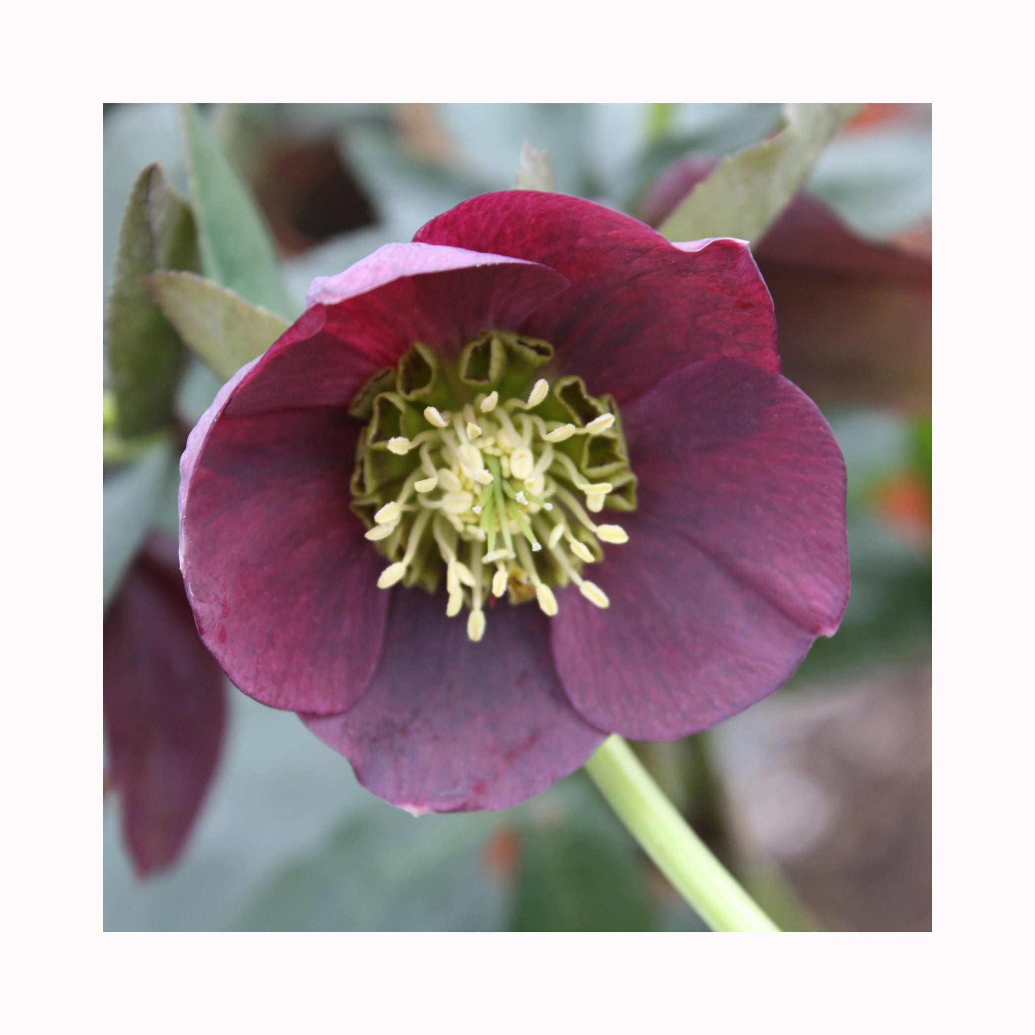 Helleborus Pretty Ellen Red