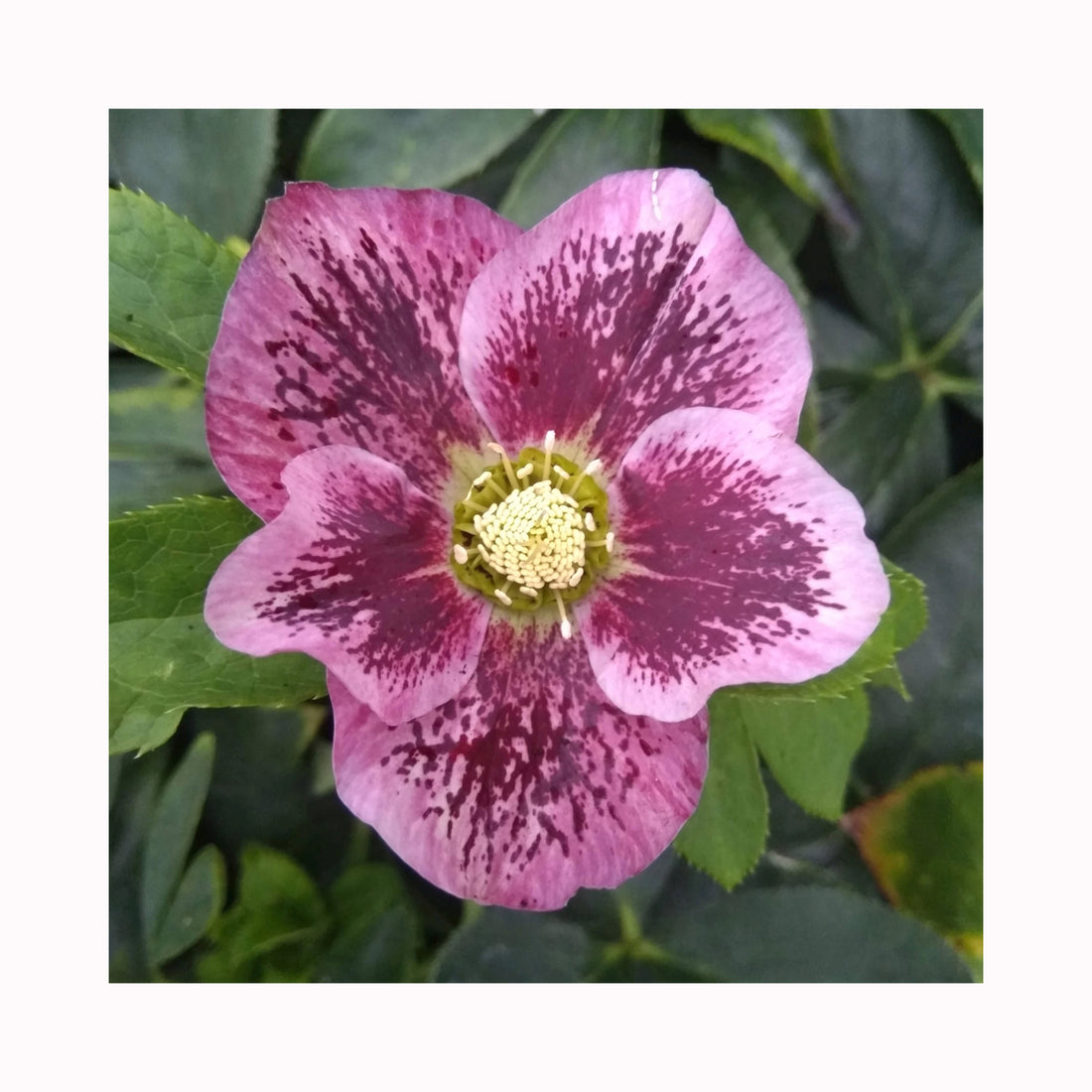 Pale pink Helleborus flower with purple spots.