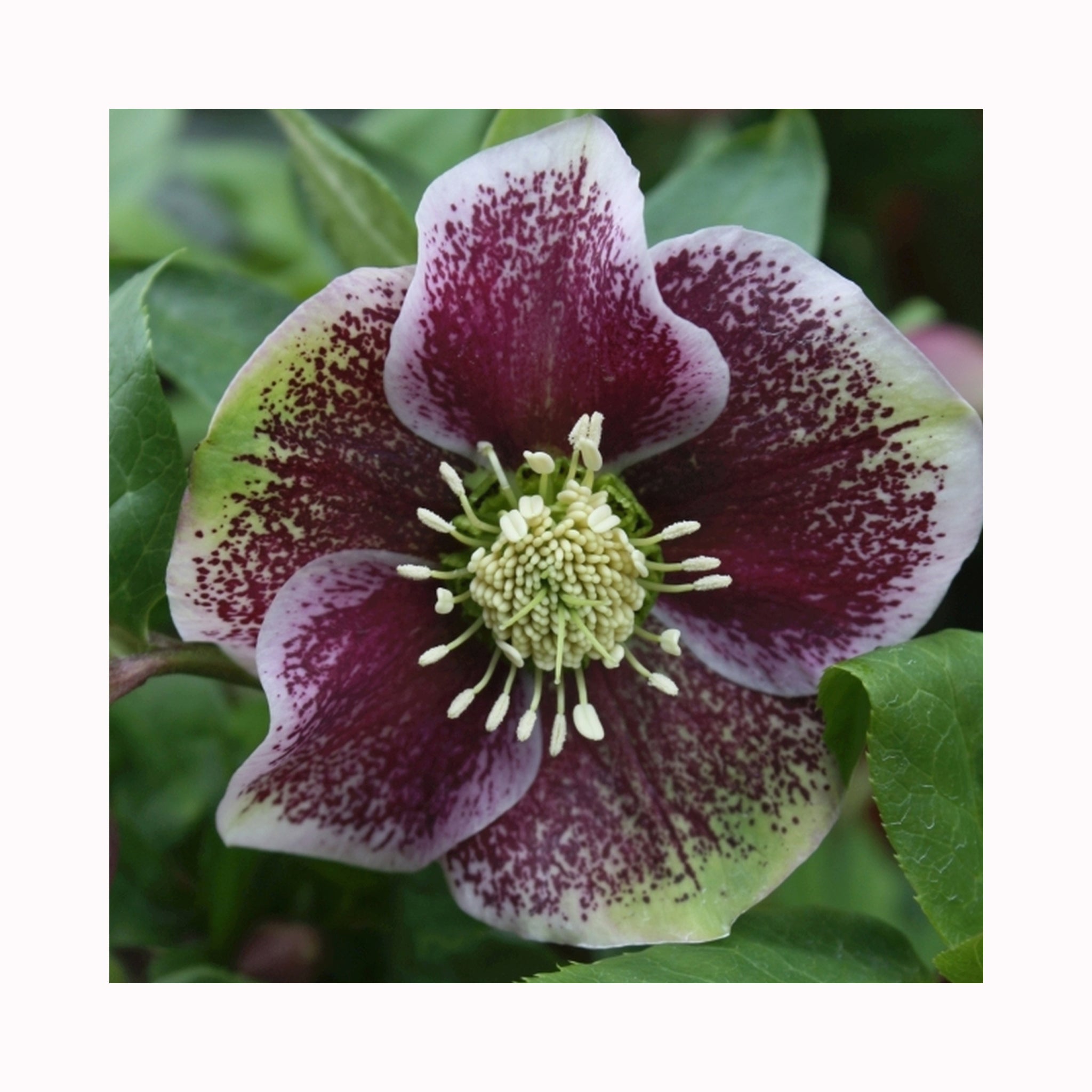 Helleborus Pretty Ellen Spotted