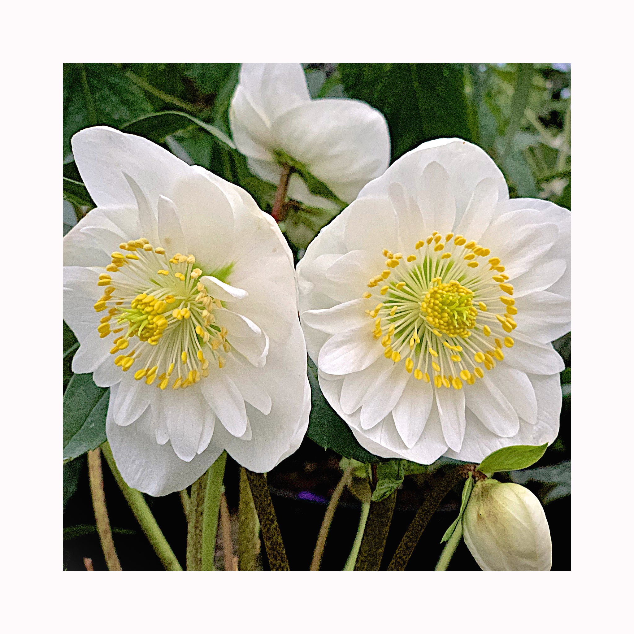 Helleborus Snowdrift