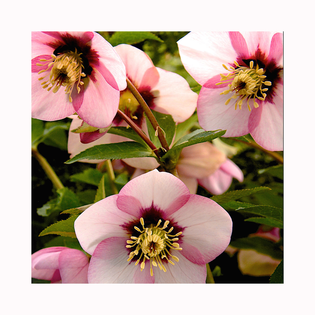 Helleborus Sugar Plum
