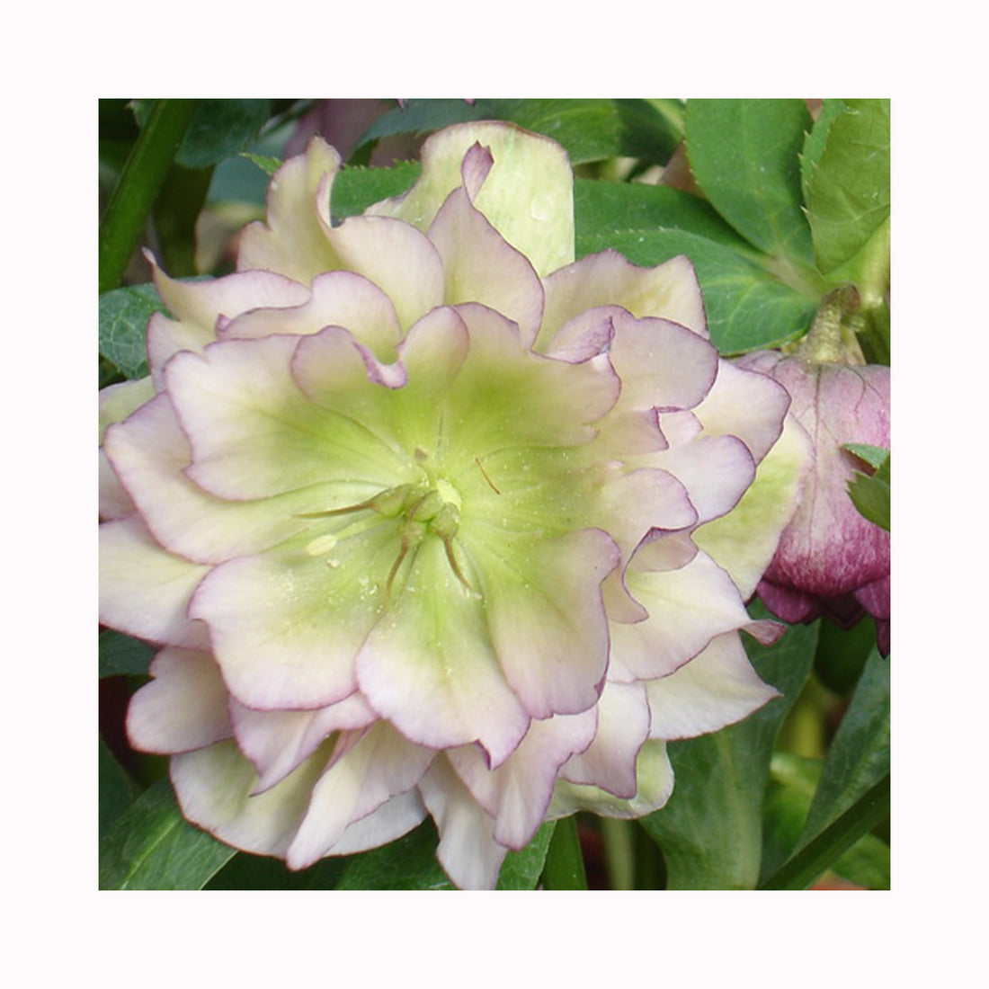 Cream white double hellebores lowers with purple edges