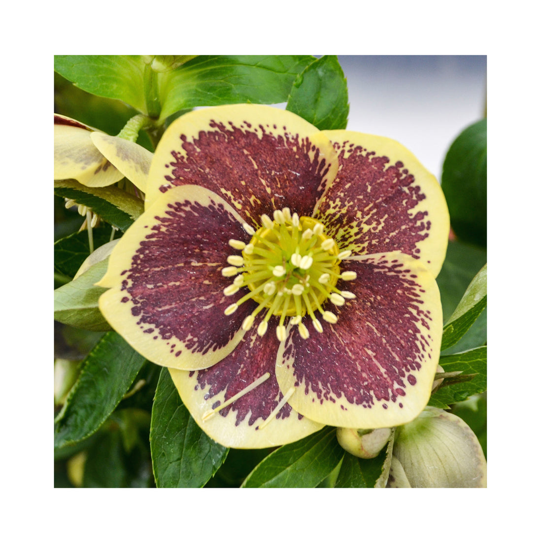 Purple Helleborus flower with a cream outer.