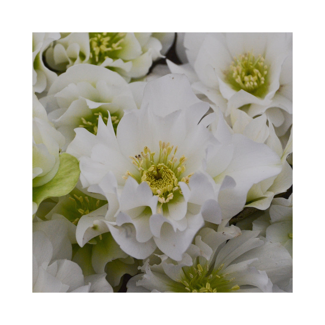 Double flower of white Helleborus.