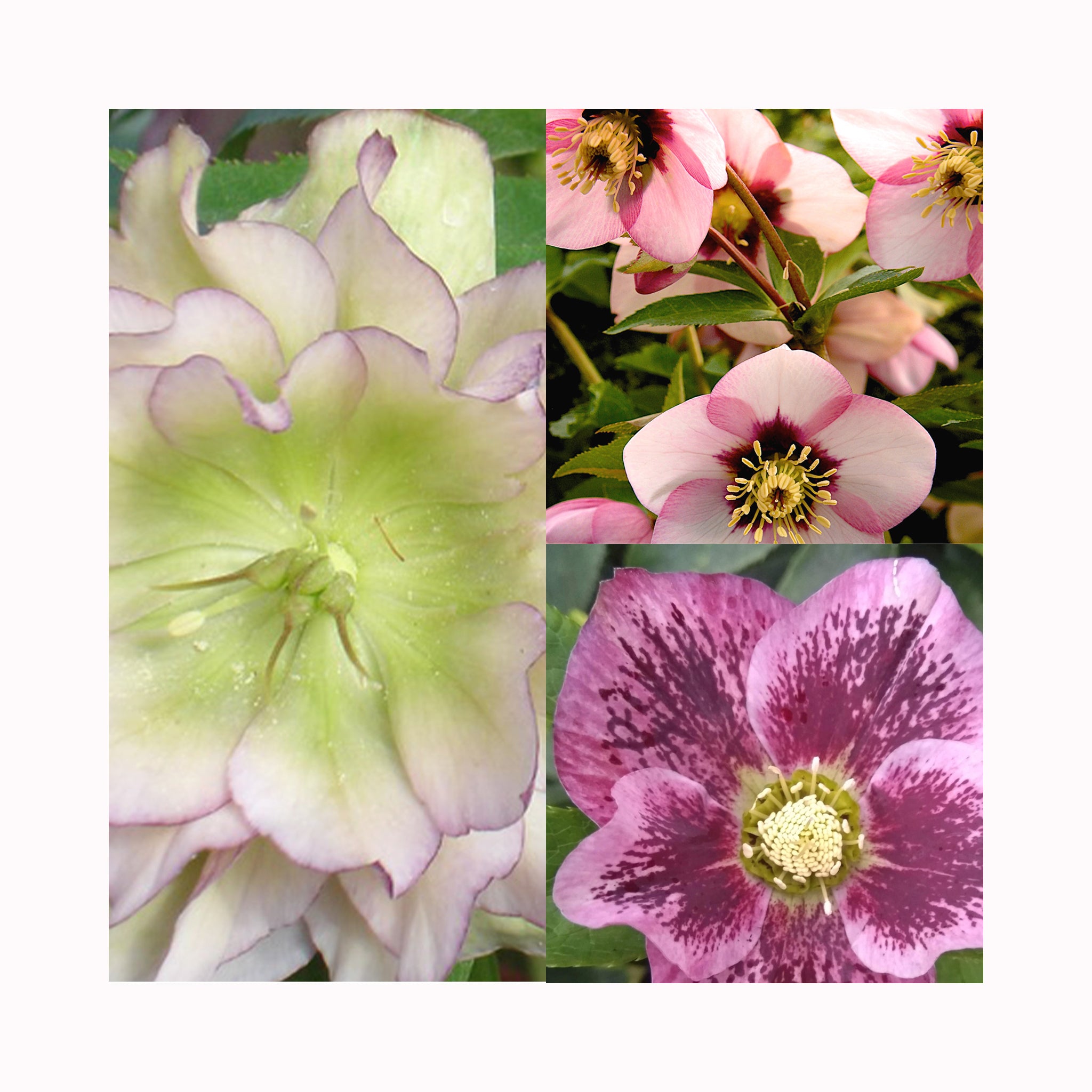 Helleborus Collection