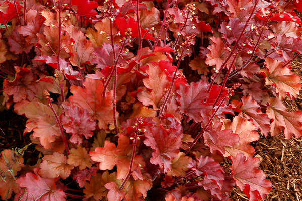 Burnt orange leaves of heuchera growing in a garden