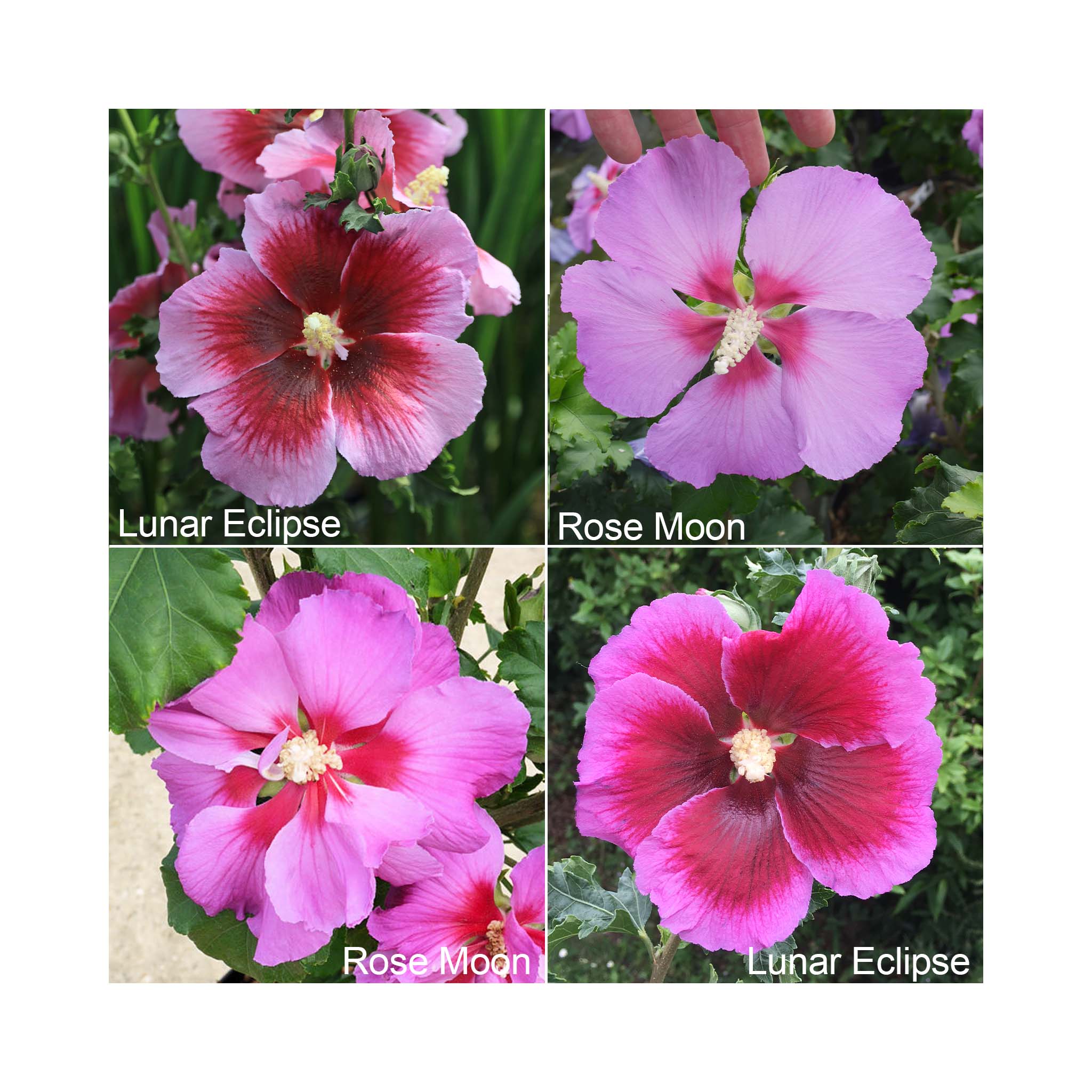 4 Hibiscus walberton flowers