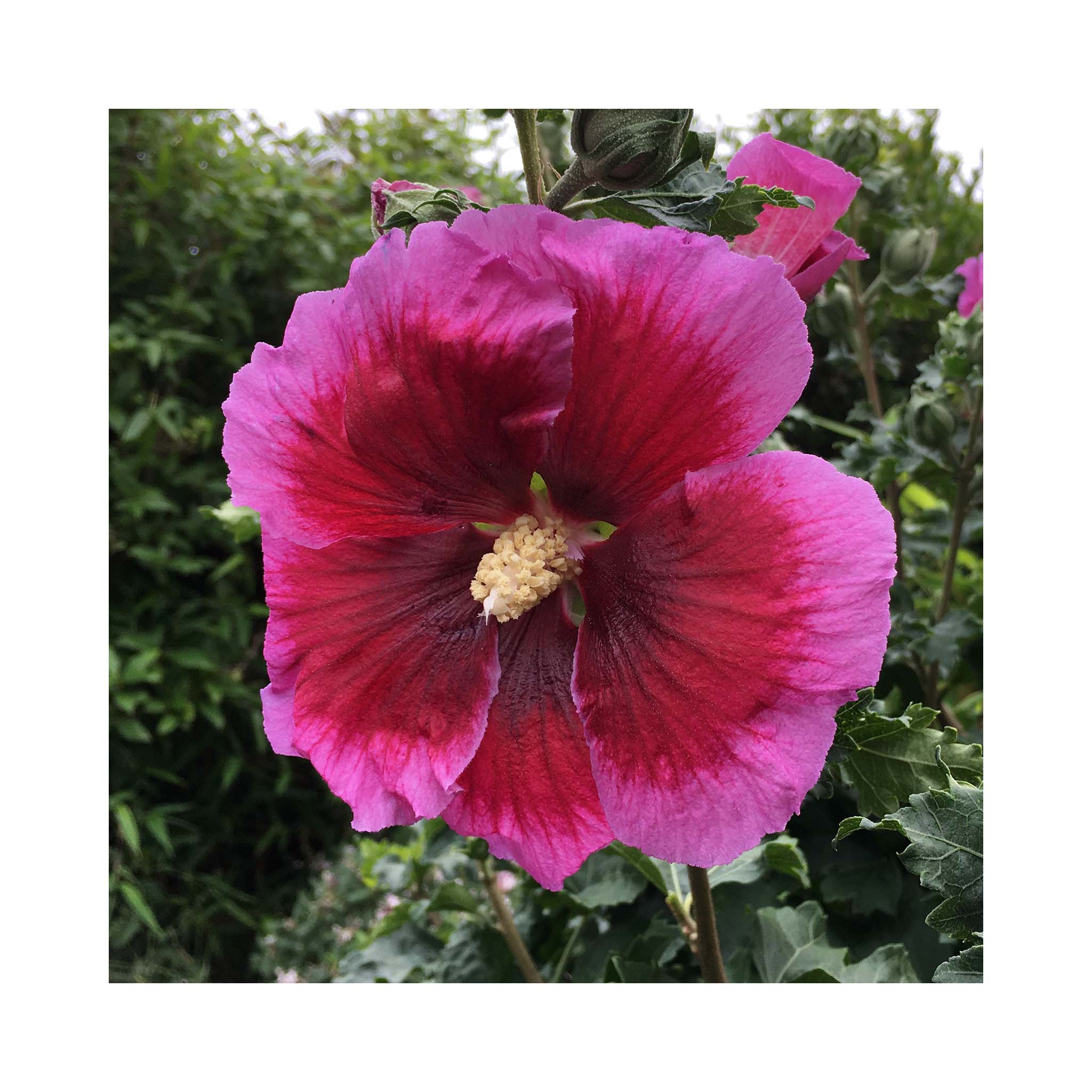 Deep marron centres with purple outers of Hibiscus flowers